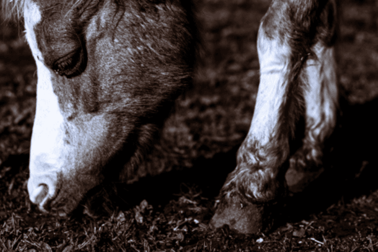 laminitis